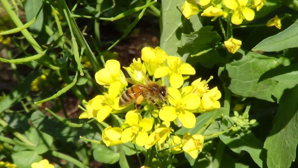 bee collecting pollen from a flower